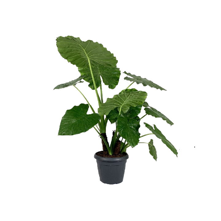 alocasia
