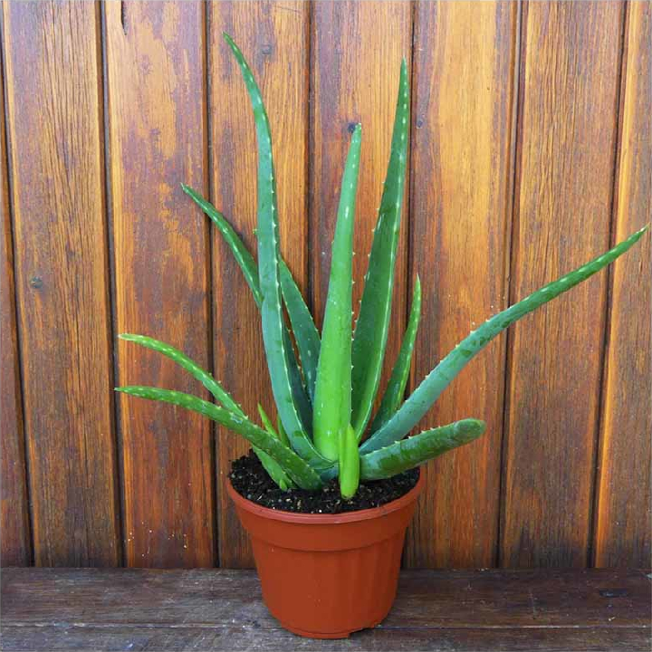 aloe vera 1