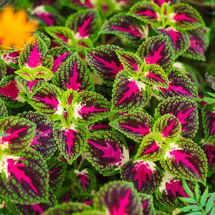 coleus 2