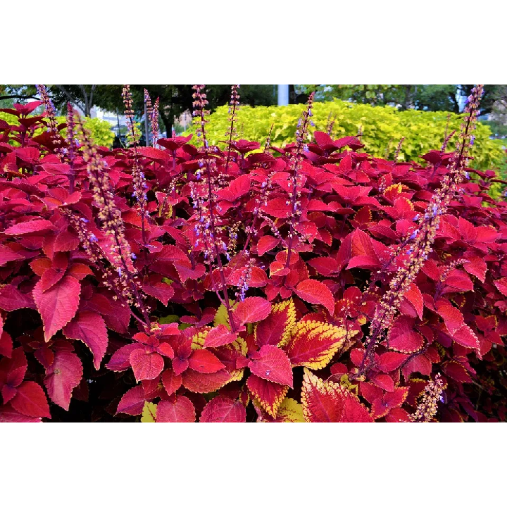 coleus 1