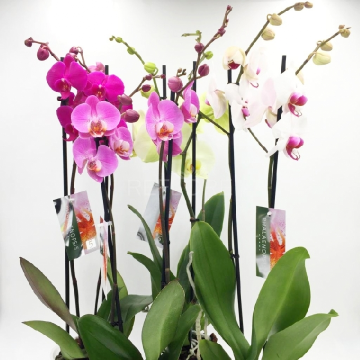 orchidea phalaenopsis 1