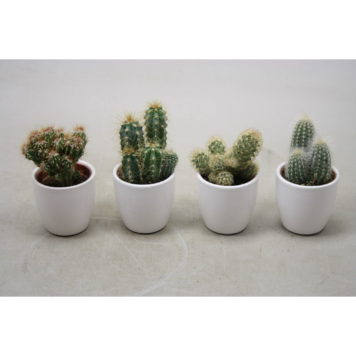 piante grasse in vaso di ceramica bianco