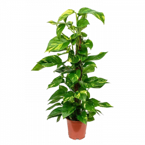 pothos palo in muschio 1