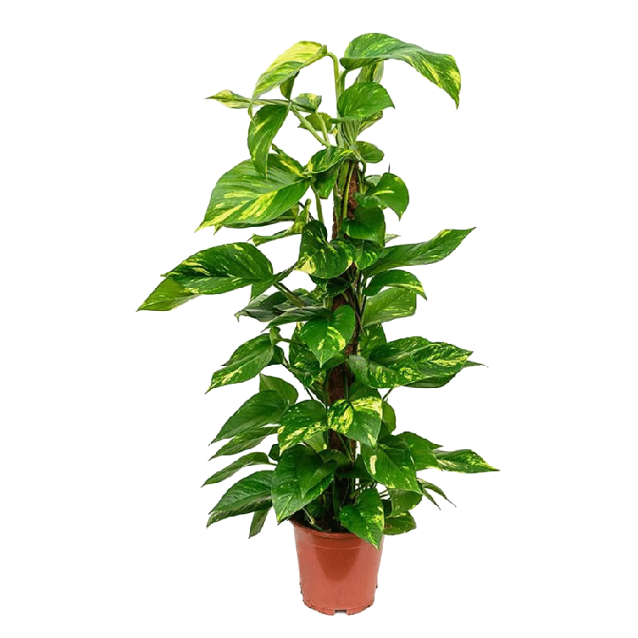 pothos palo in muschio 1