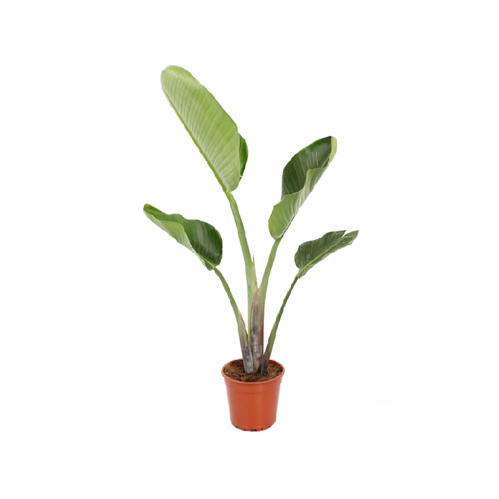 strelitzia nicolai uccello del paradiso 1