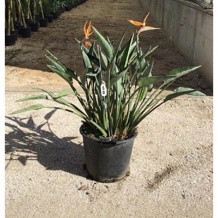 strelitzia nicolai uccello del paradiso