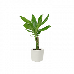 tronchetto della felicita dracaena fragrans massangeana