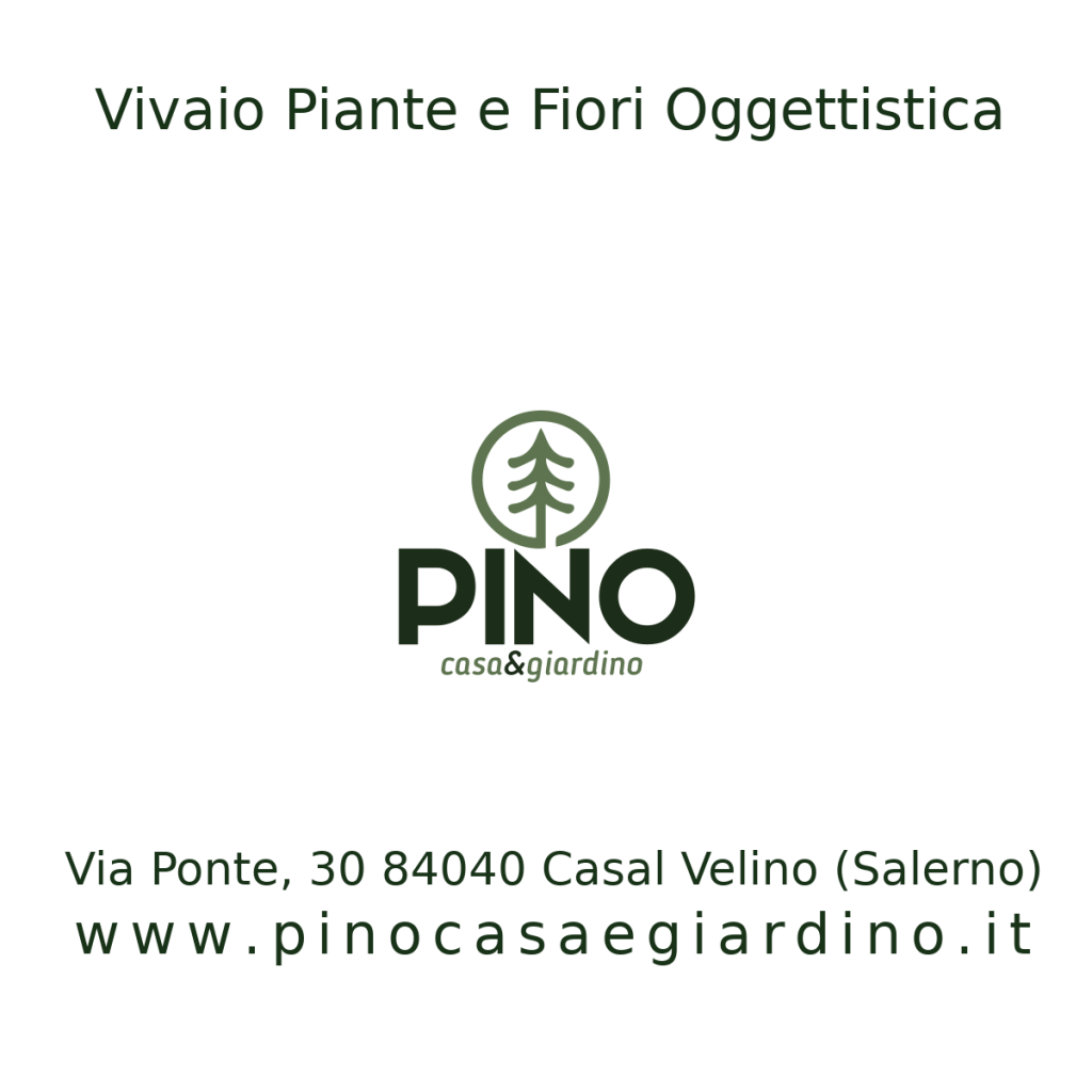 vivaio piante e fiori oggettistica casal velino salerno pino casa e giardino 2