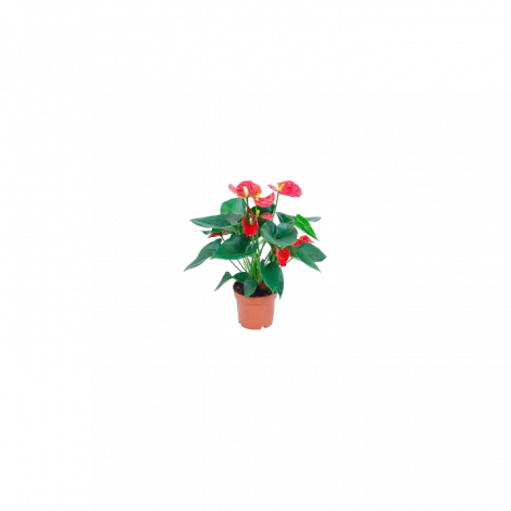 anthurium rosso