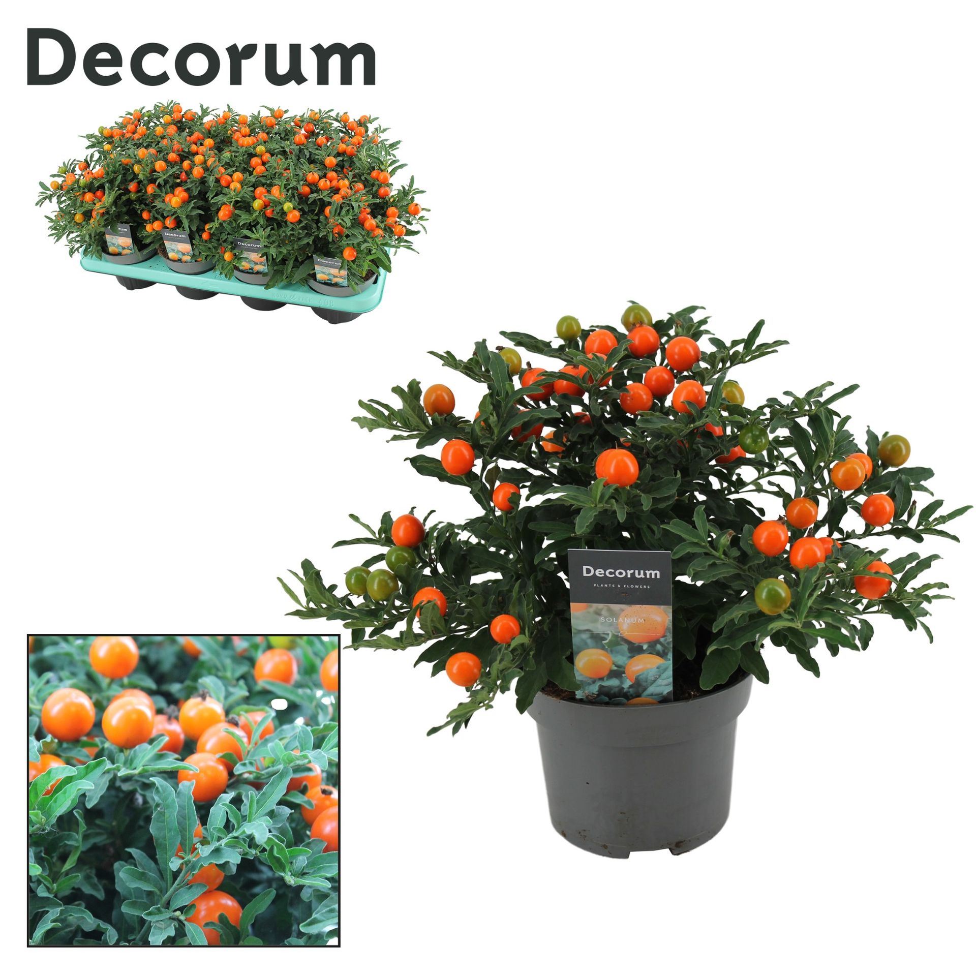 Solanum da Bacca