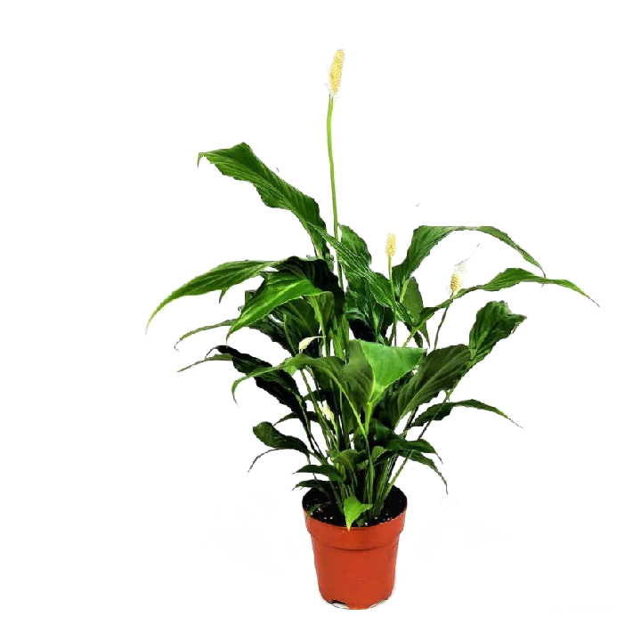 spathiphyllum