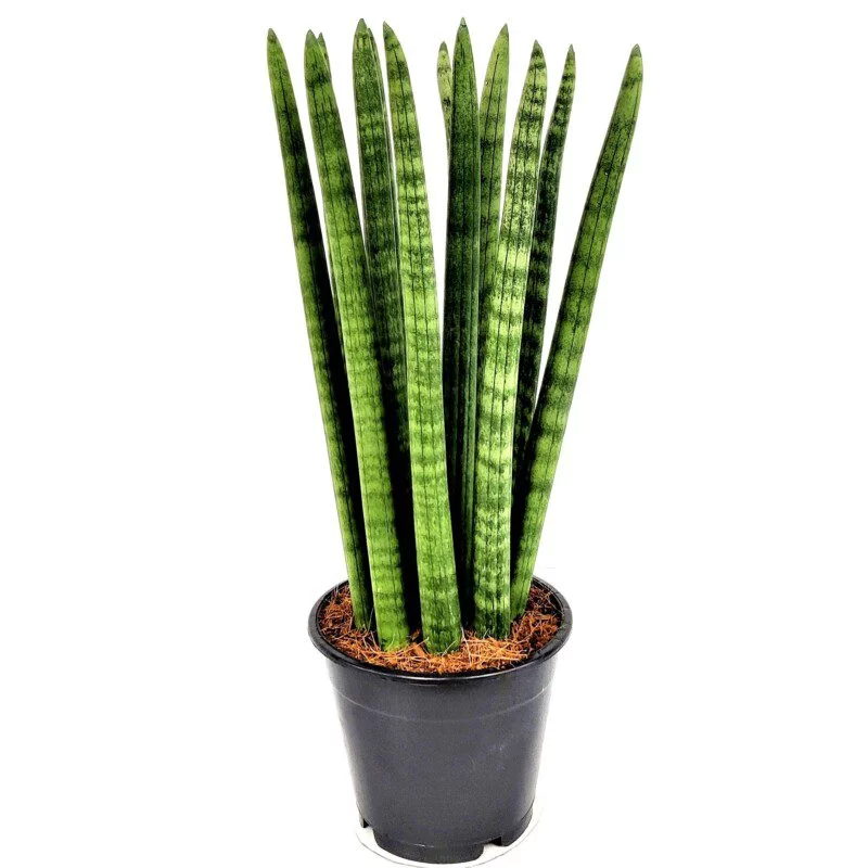 sansevieria cylindrica 1